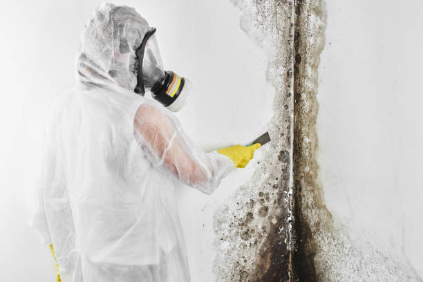 Best Forensic Mold Investigation  in Olmos Park, TX