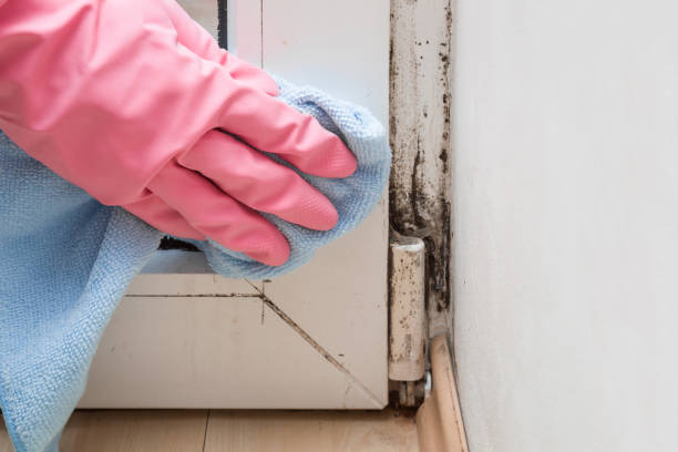 Best Mold Odor Removal Services  in Olmos Park, TX